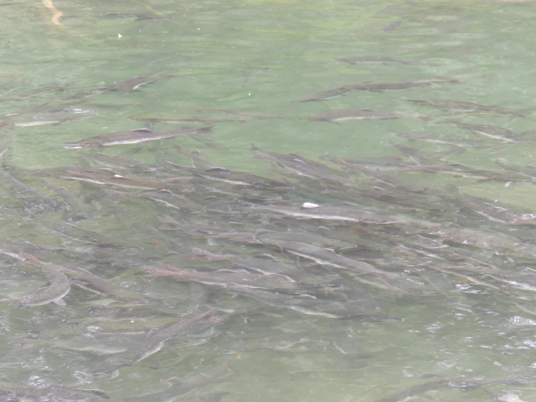 A large group of fish right underneath the surface of water in a creek.