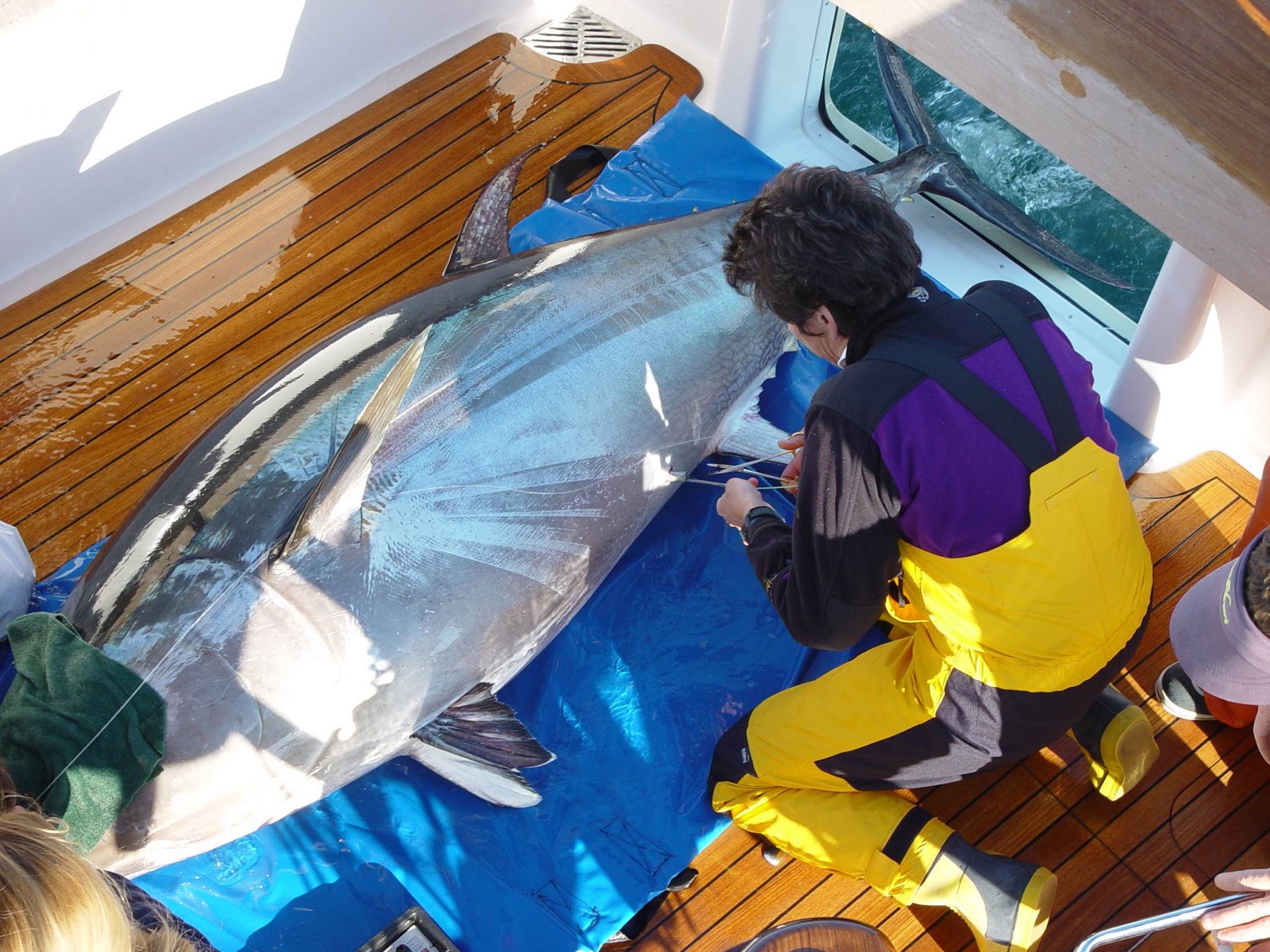 A very large grey iridescent fish lays on a bue tarp placed on the wooden deck of a boat. Its eyes are covered by a green towel. A woman in yellow waders and a purple shirt uses medical tools to insert a thin probe into the flesh of the fish near its anal fin.