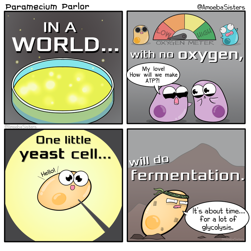 This is a four panel comic. Int he first panel there is a petri dish with the words “In a World…” written above. The next panel shows a oxygen meter pointed towards low. It reads “with no oxygen.” Below the words are two personified purple cells. One says to the other “My love! How will we make ATP?!” In the third panel, we see a yellow smiling yeast cell show as if it is seen through a microscope. The text reads, “One little yeast cell…” The final panel shows the yeast cell with a camo headband and covered in dirt among rocky terrain. The test above reads, “will do fermentation.” The yeast cell says, “It’s about times… for a lot of glycolysis.”