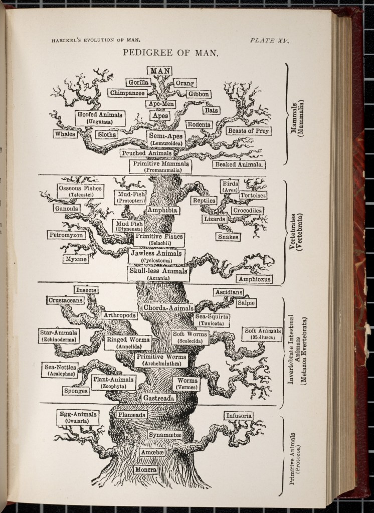 An illustrated tree with labels up the tree that go from animals to humans