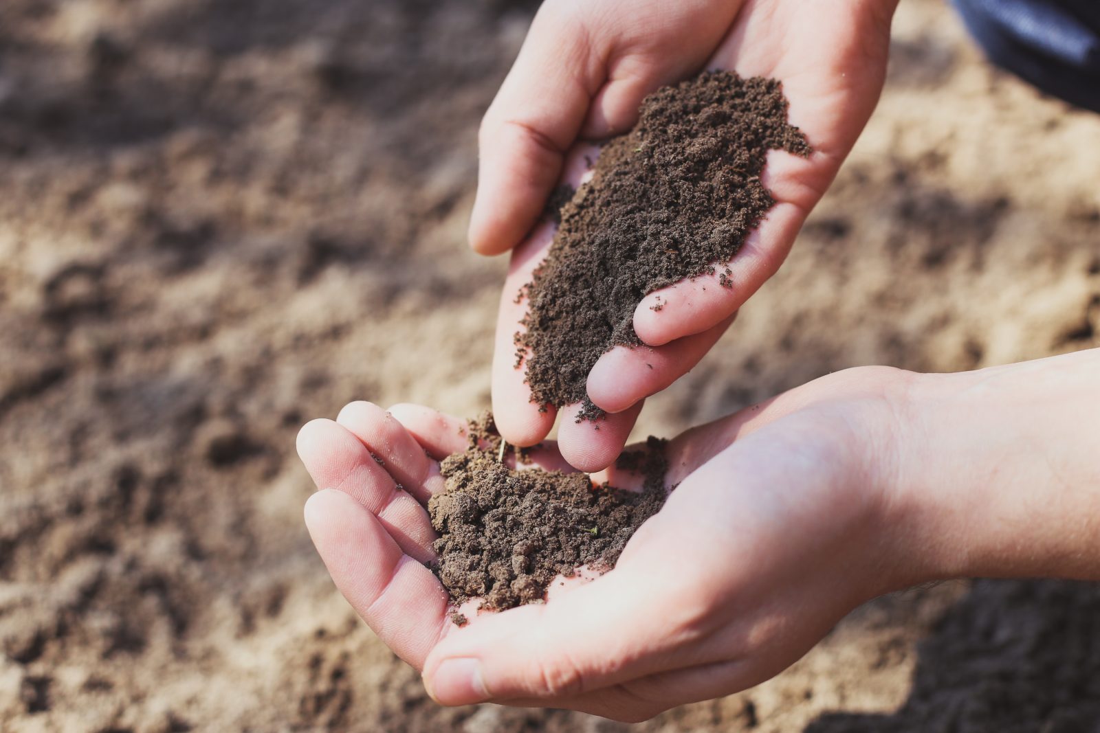 A man’s hands pouring dry brown soil from one to the other.