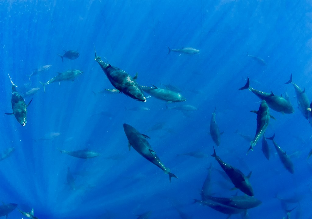 Dozens of large bluefin tuna swim in open blue ocean at multiple depths and in multiple directions. 