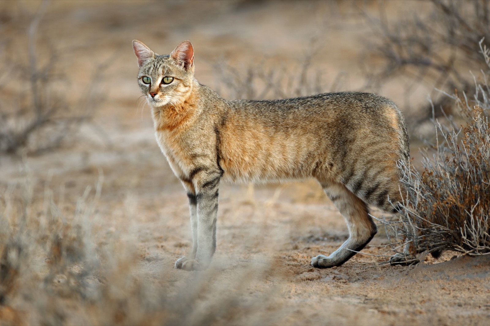 A large striped cat with a reddish brown body and legs fading to gray stands among shrubs in the sand.