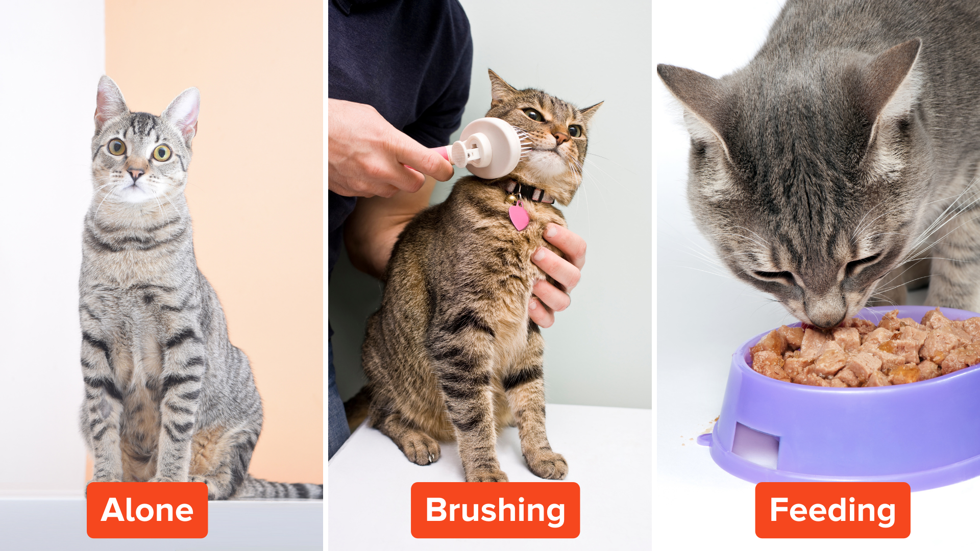 A picture shows a gray tabby cat, alone, with wide eyes on the left. In the center, the cat is being brushed by a person. On the right, the cat is eating food from a purple bowl.