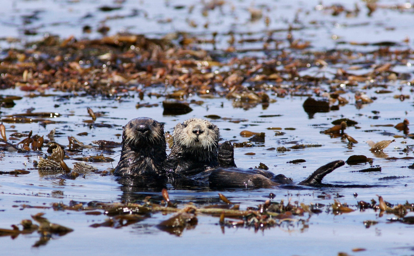 Two otters looking up while they float on their backs in the ocean, surrounded by kelp.