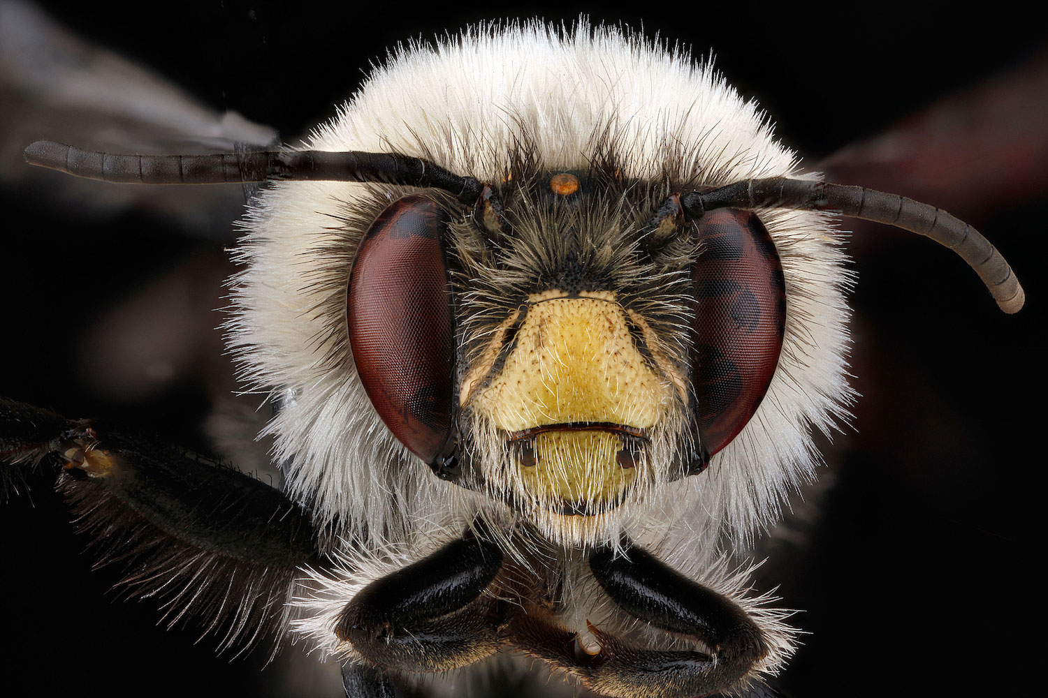 a closeup of a bee with white fuzz