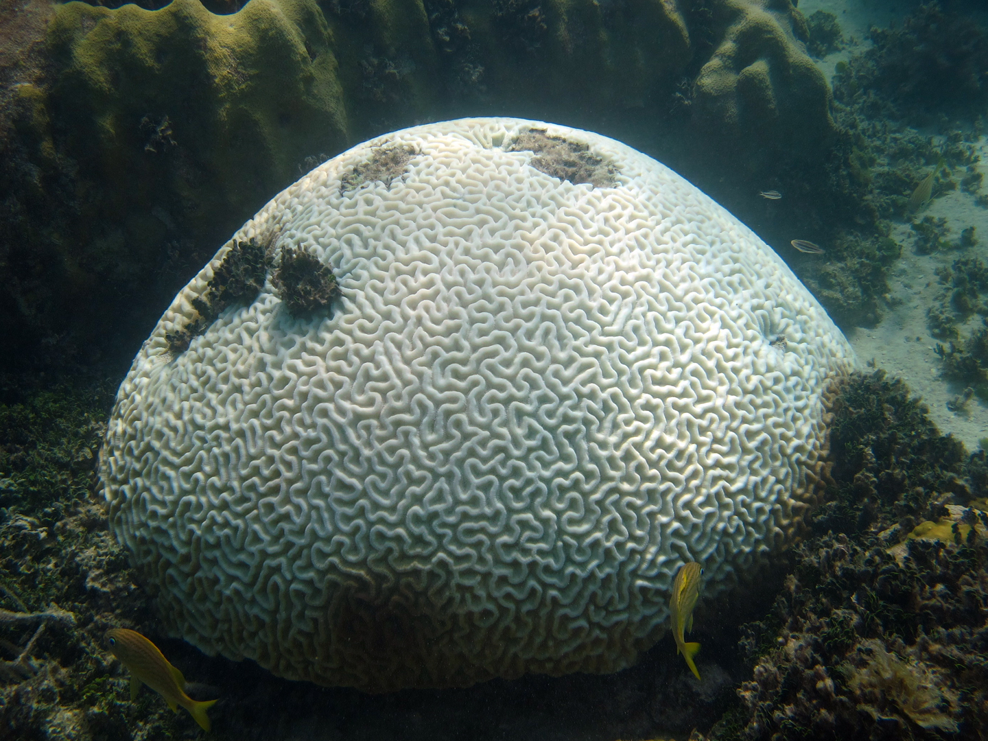 Florida's Coral Reefs Are Vanishing. Can Scientists Save Them? - Vimarsana News