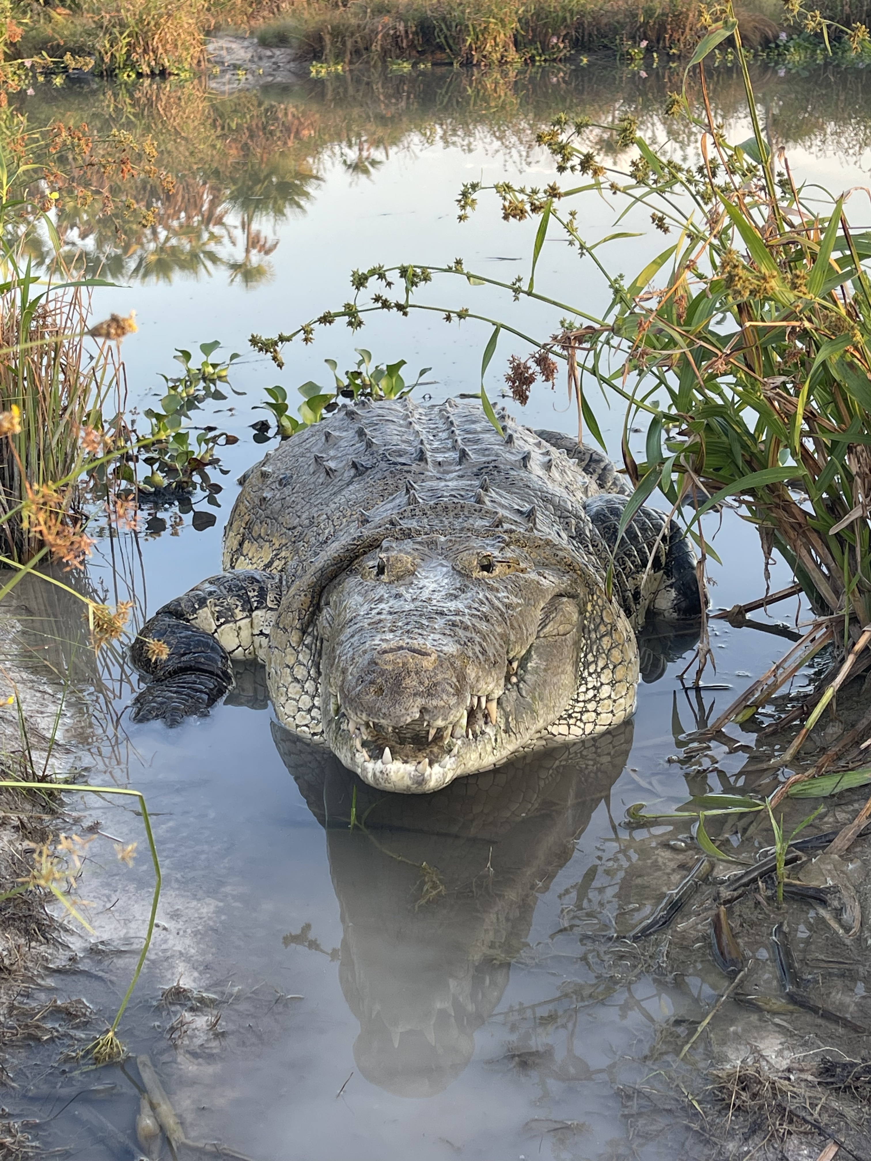 A crocodile in water. 