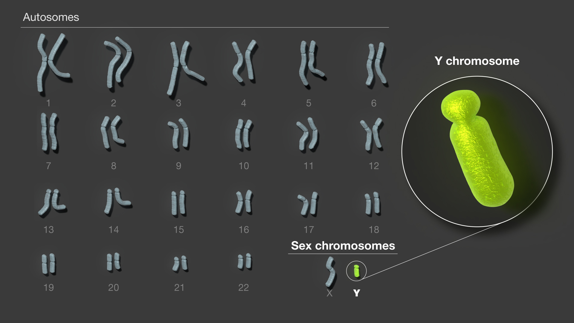 rendering of 23 chromosomes, with the last two in the bottom right corner labeled sex chromosomes. the x sex chromosome is longer than the y sex chromosome. the y chromosome is highlighted green and enlarged to the side for emphasis