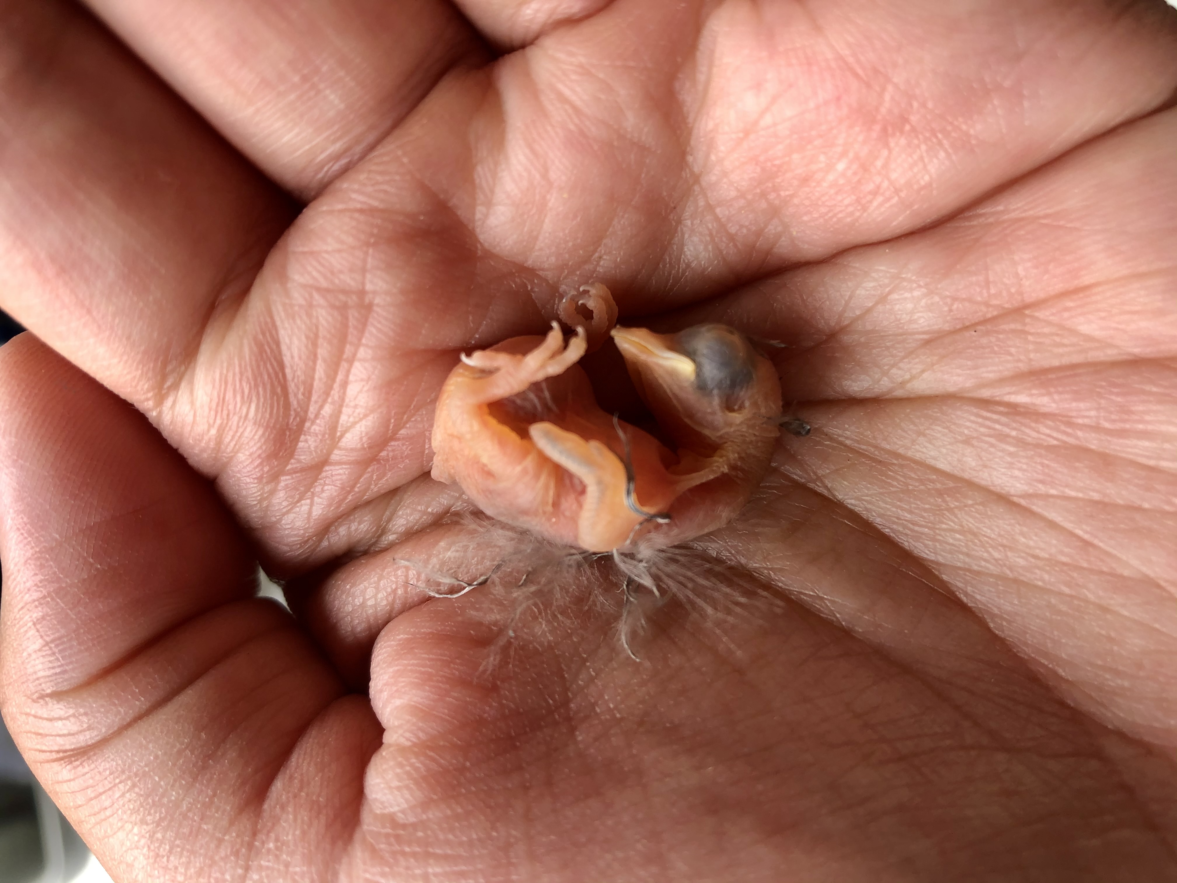 A hand holds a baby bird, no larger than a silver dollar.