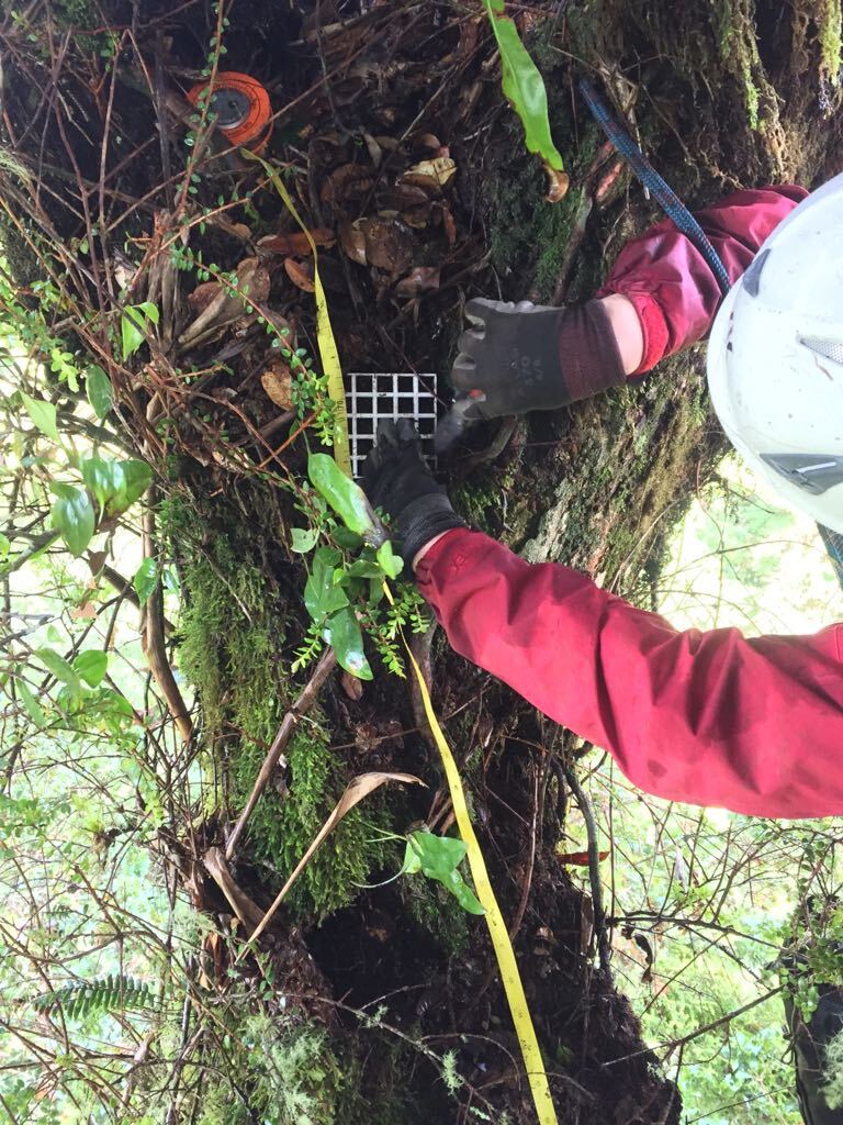 a scientist uses a grid to sample soil from tree canopy
