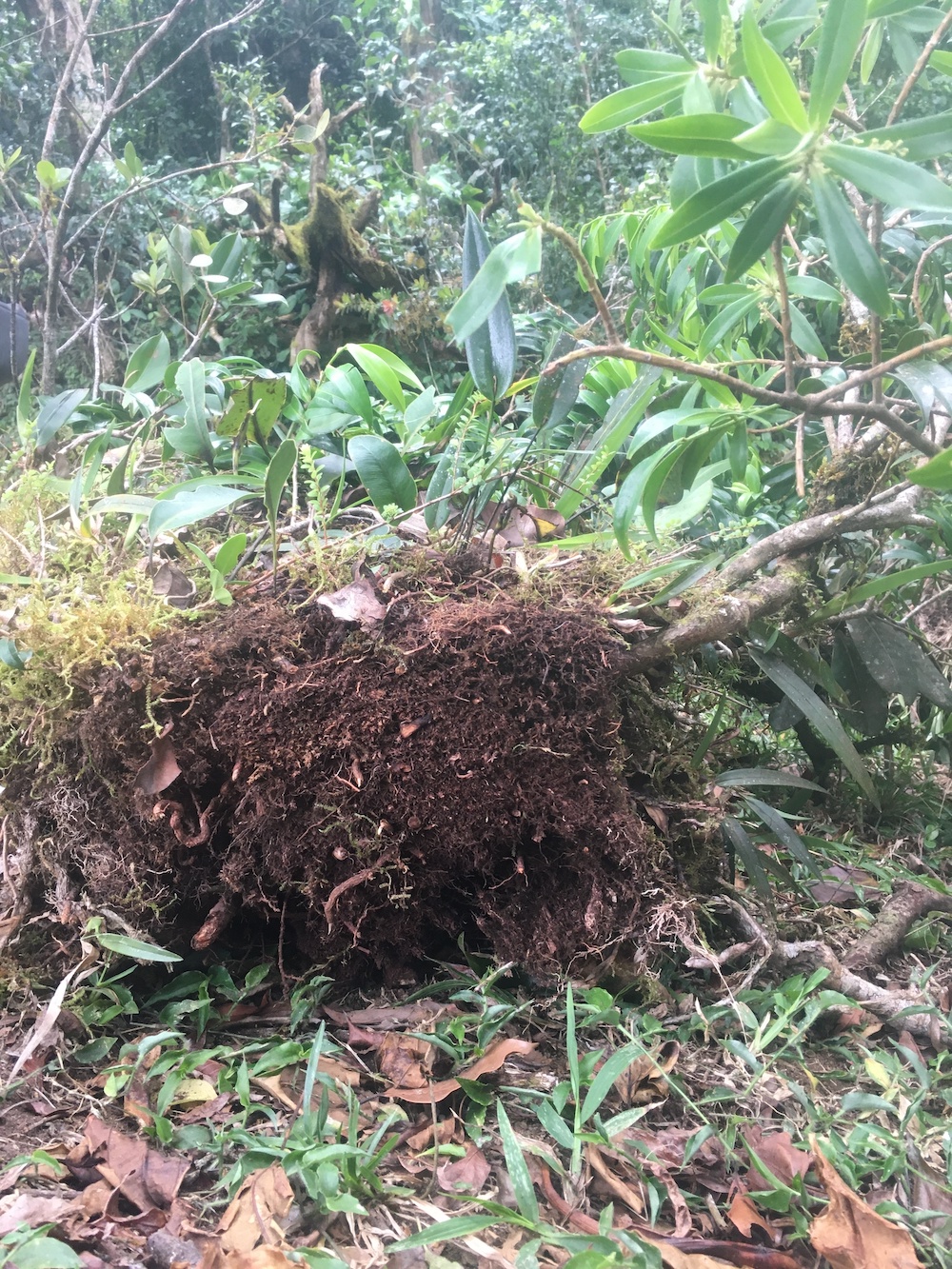 soil from tree canopy