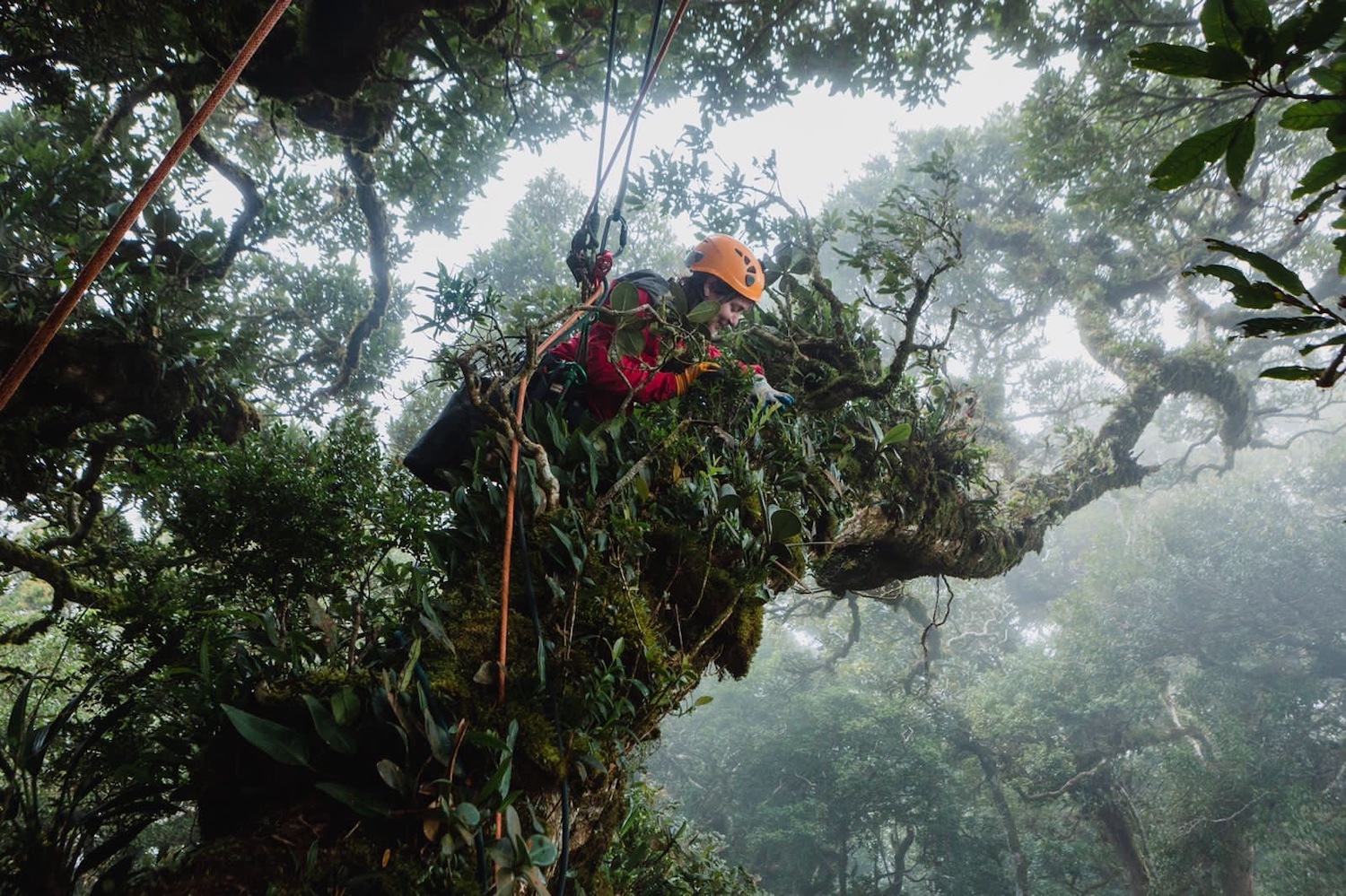 a female scientist in a helmet and climbing gloves is harnessed by ropes as she climbs tree tops and examines the canopy, covered in mist