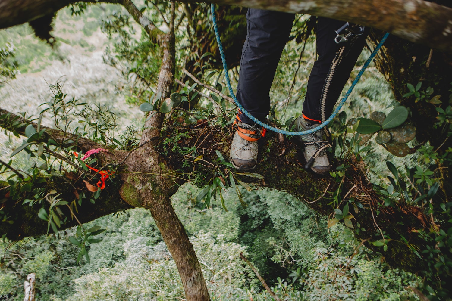 a person pictured from their legs down wears hiking boots and is standing on a tree branch