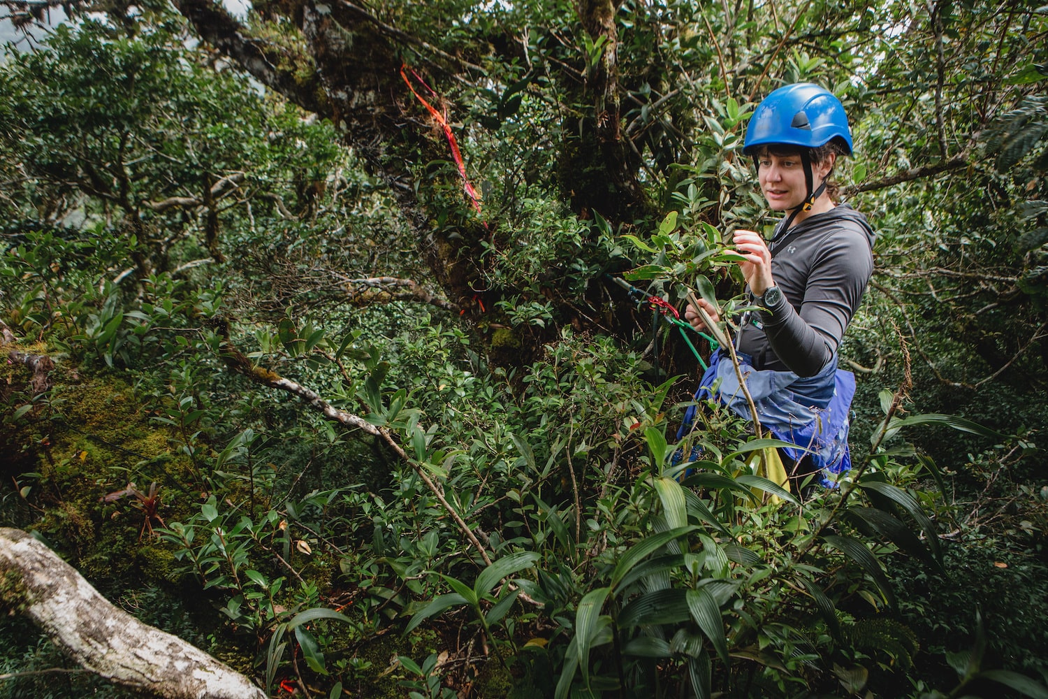 a female scientist in a helmet and climbing gloves is harnessed by ropes. she looks out at the tree canopy
