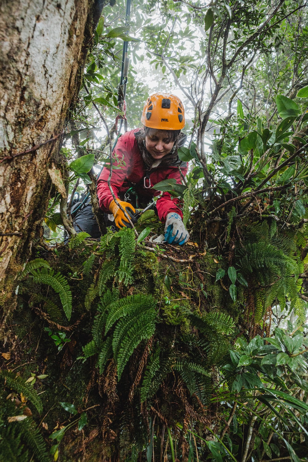 a female scientist in a helmet and climbing gloves is harnessed by ropes examines a tree top