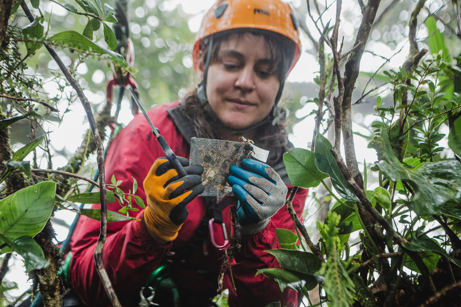a female scientist in climbing gear holds up measuring equipment while in a tree