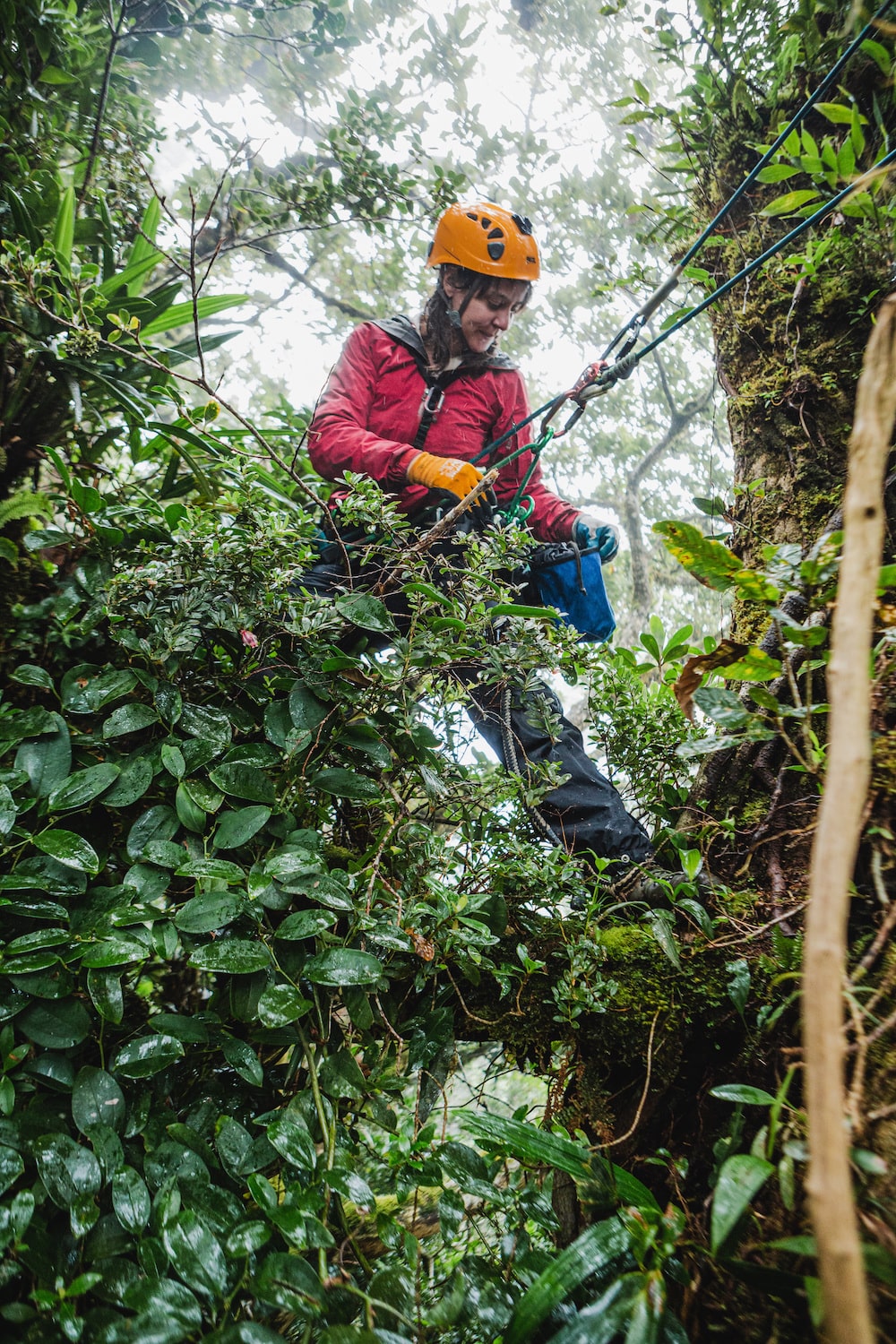 a female scientist in a helmet and climbing gloves is harnessed by ropes as she climbs tree tops
