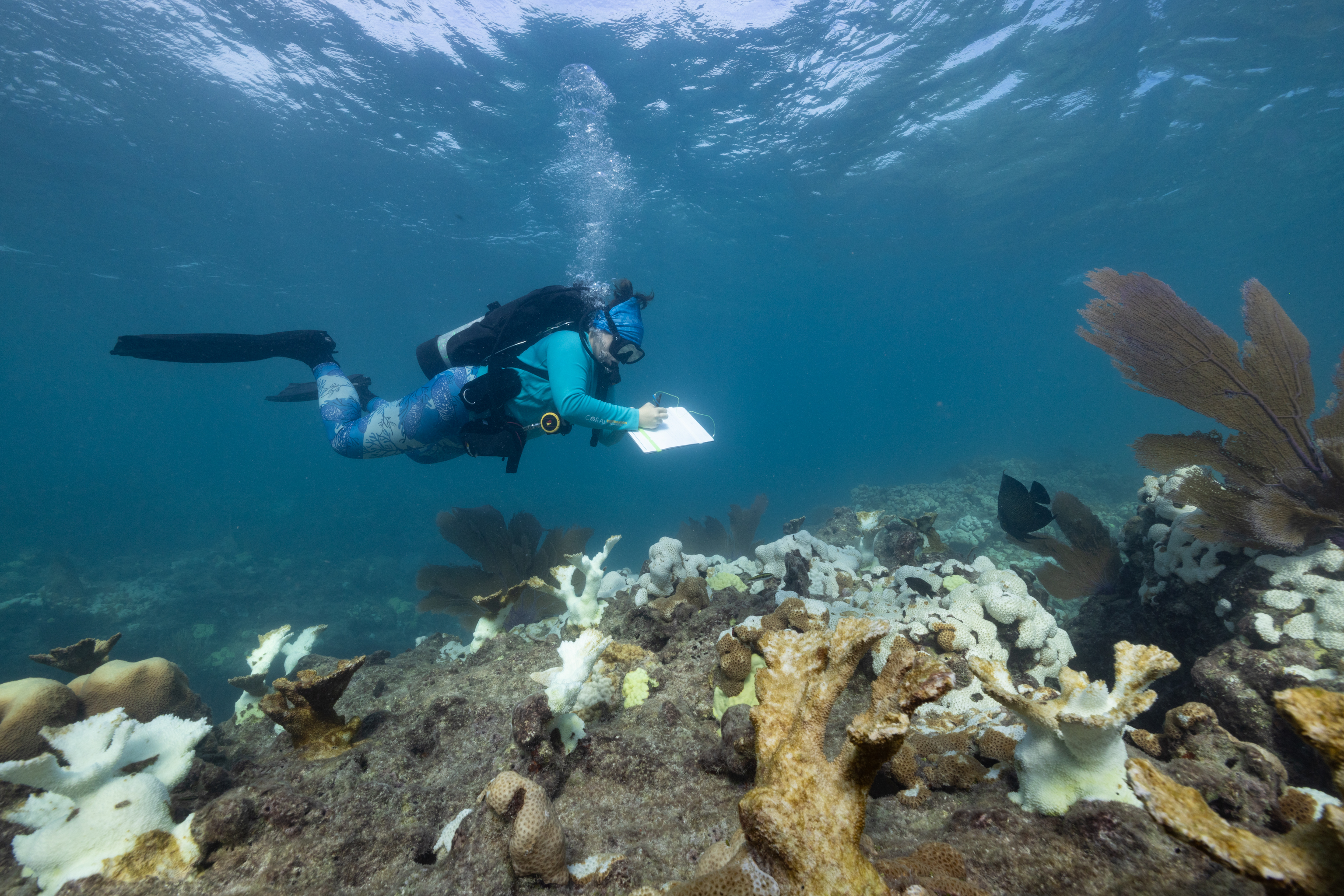 A scuba diver holding a notebook and pen while swimming above bleached coral.