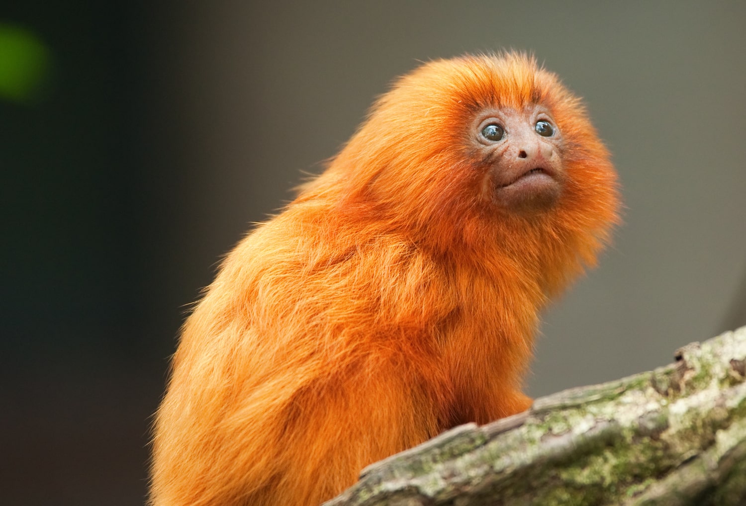 The Golden Lion Tamarin Rebounds From The Brink Of Extinction