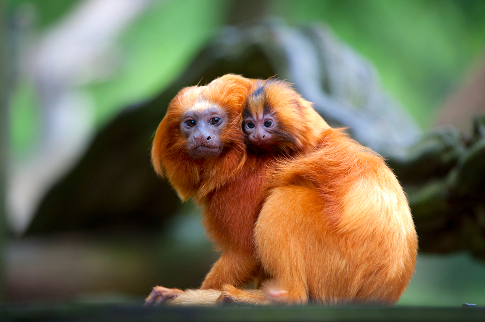 an adult monkey with sleek bright orange fur carries a baby monkey on its back