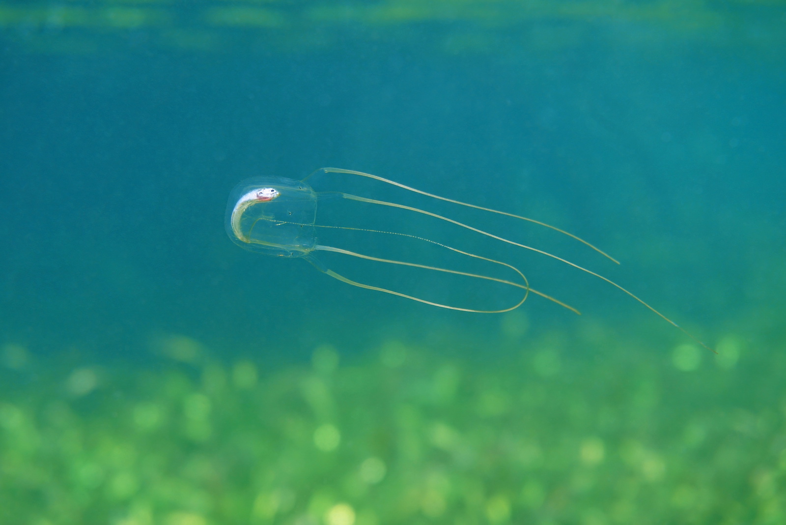 Caribbean box jellyfish, Tripedalia cystophora, with a dead fish in its transparent stomach, Bocas del Toro, Panama
