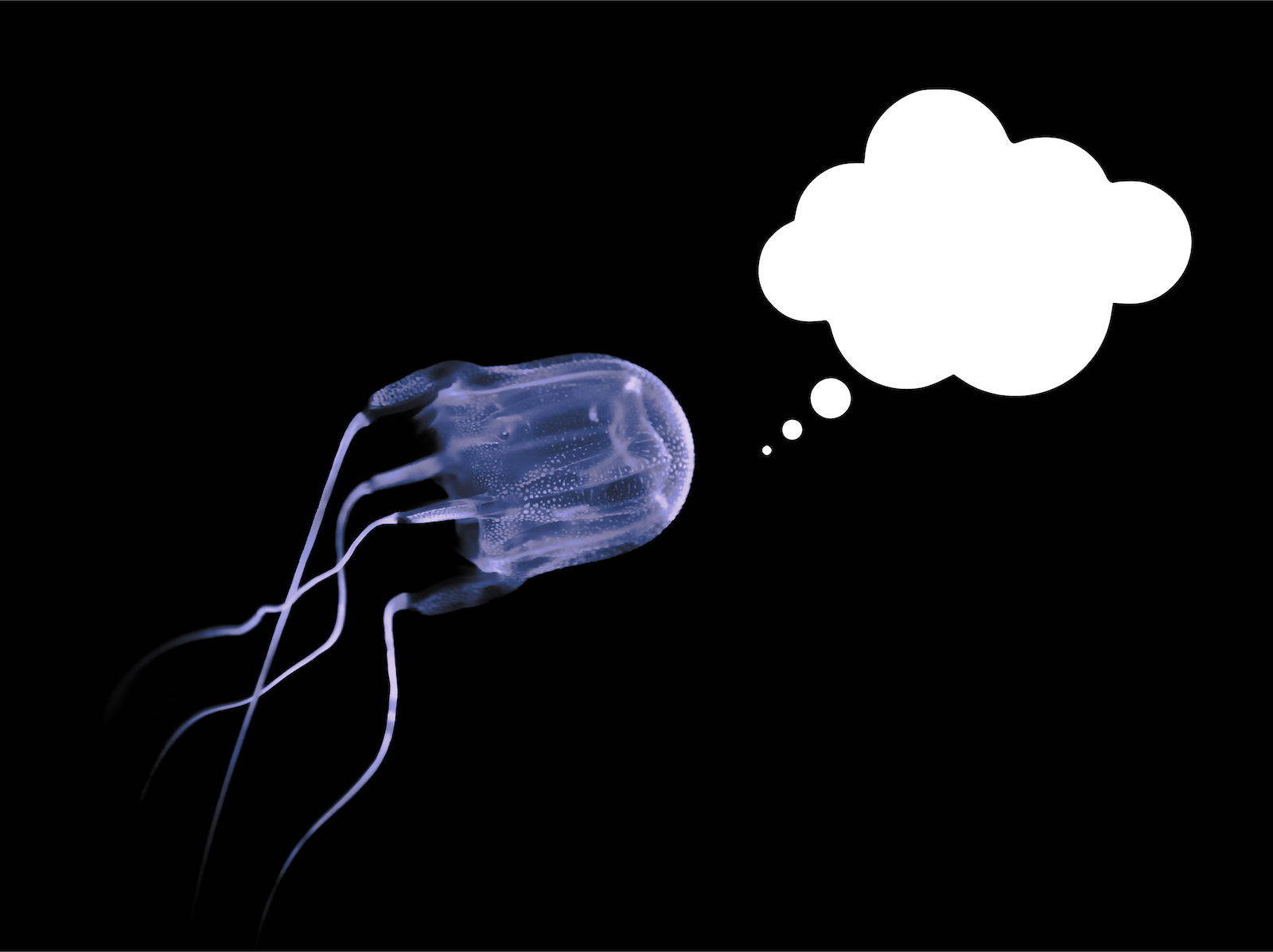Are Jellyfish Smarter Than We Think?