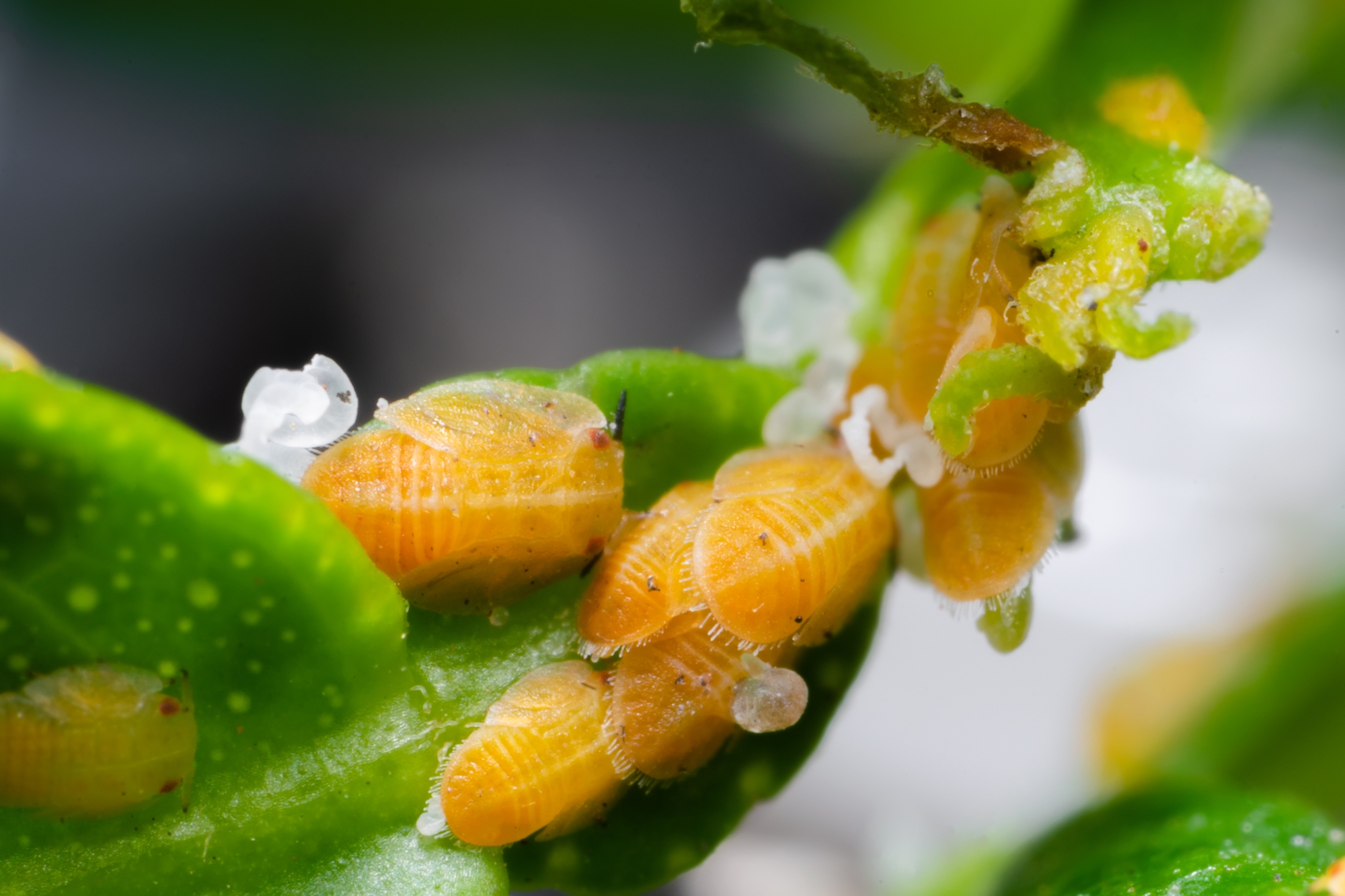 Small oval-shaped orange insects crowd onto the stem of a pale green leaf.