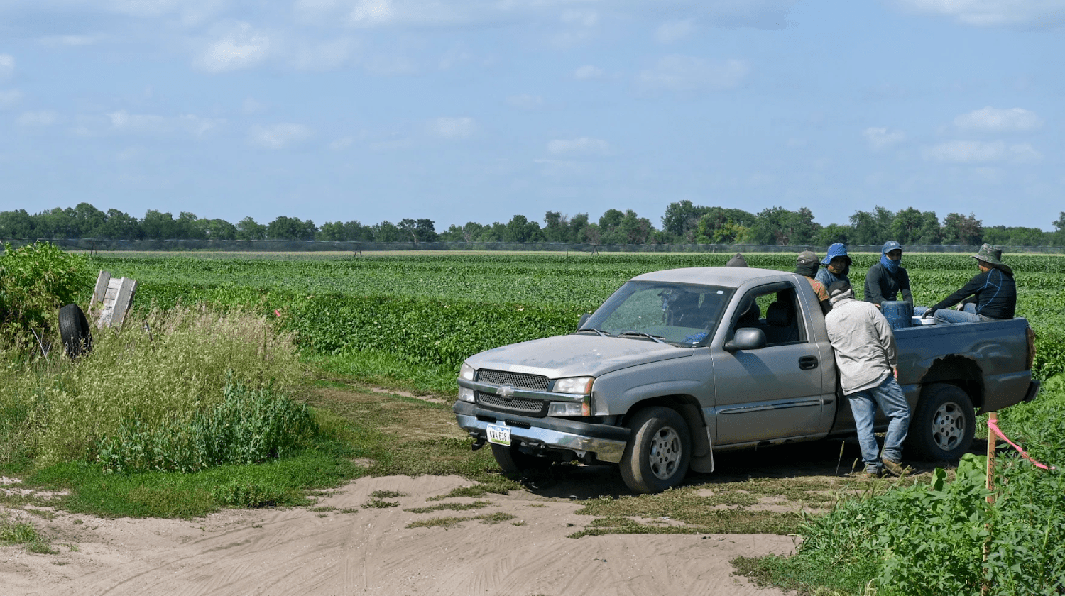 farmworkers sit and stand in the back of a silver pickup truck in the middle of a farm field