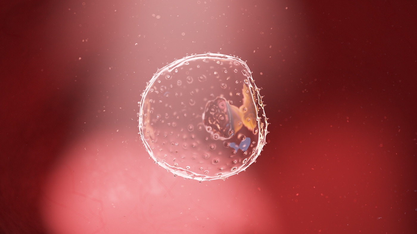 3d rendered illustration of a human embryo - week 2