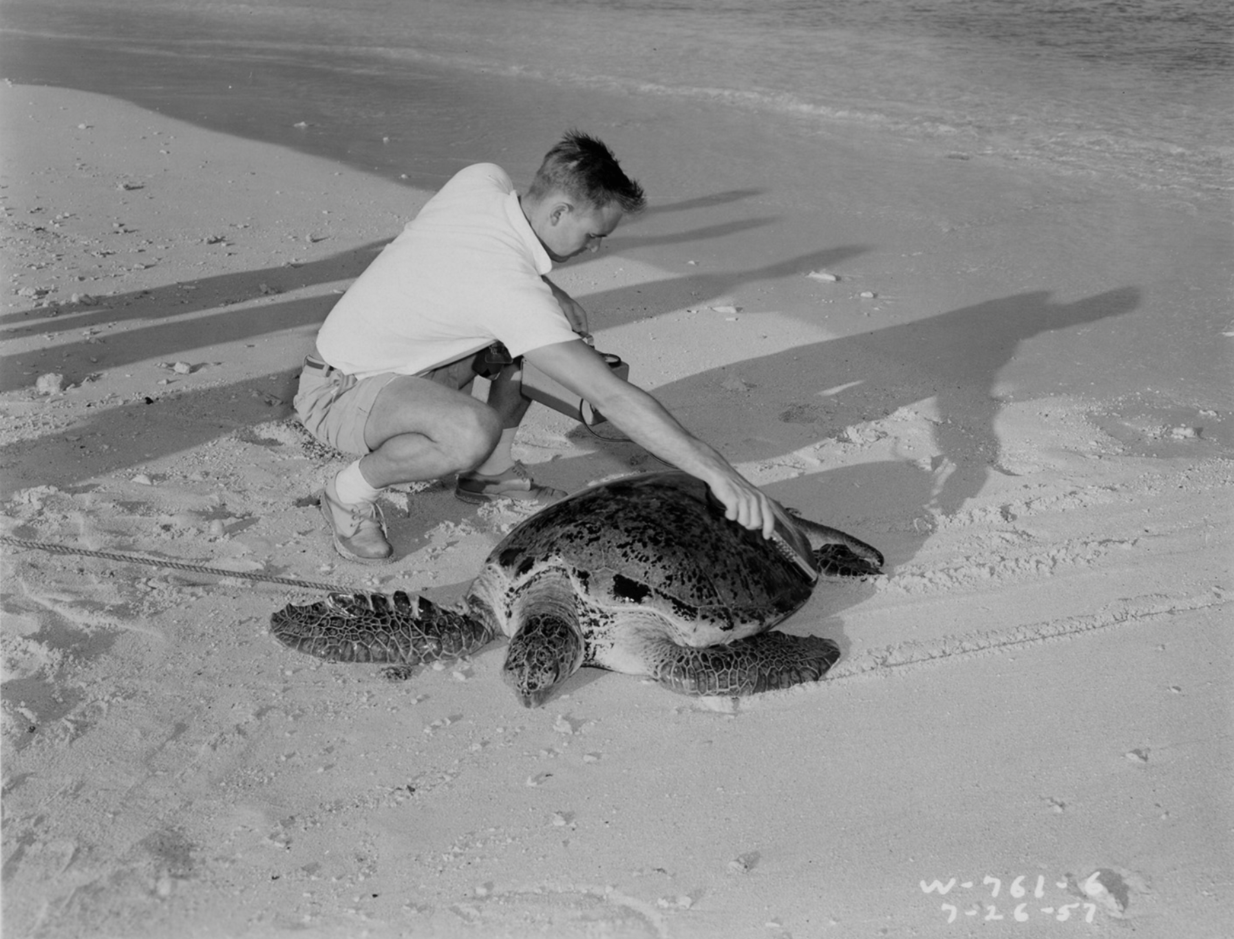 black and white photograph of a man measuring a large turtle on a beach