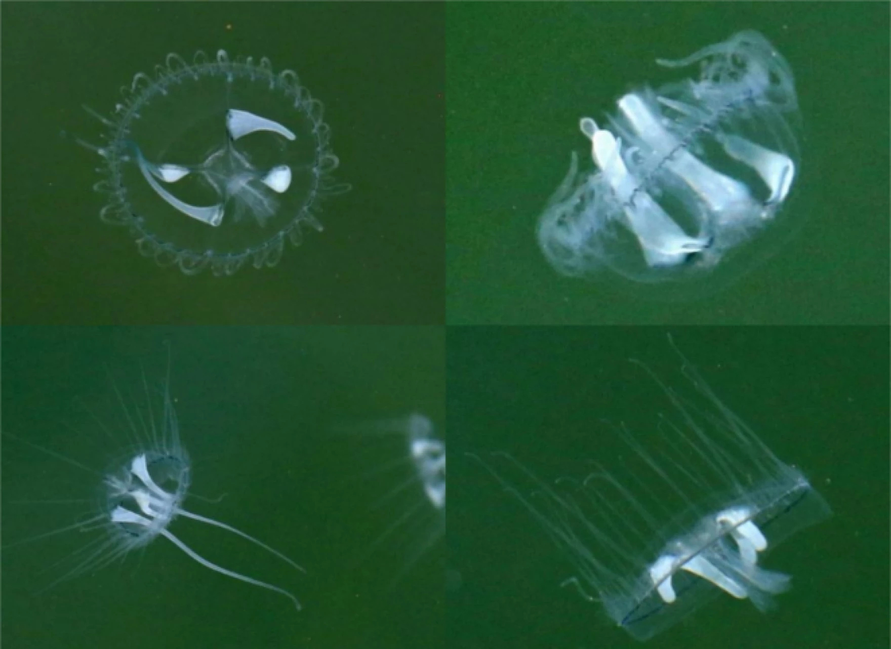 4 photos of translucent jellyfish