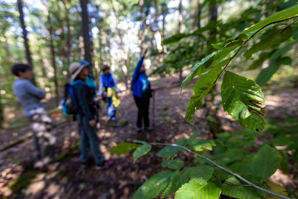 A blurry photo of a woman reaching up at a tree while a crowd of others watch.