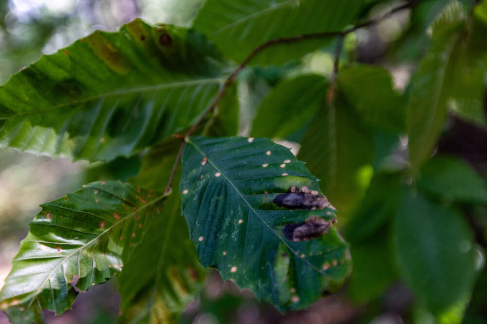 Leaves of a beech tree infected with beech leaf disease, white and brown spots on a green leaf.
