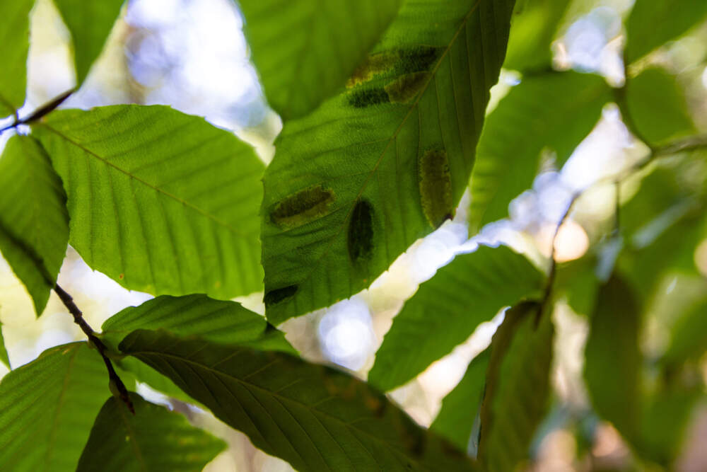 Green leaves with oval brown spots on them.