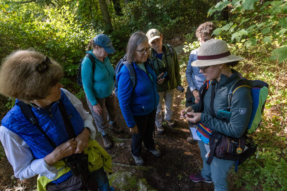 A woman in a hat holds acorns in her hands while a group of other people look at them. They're standing in a forest.