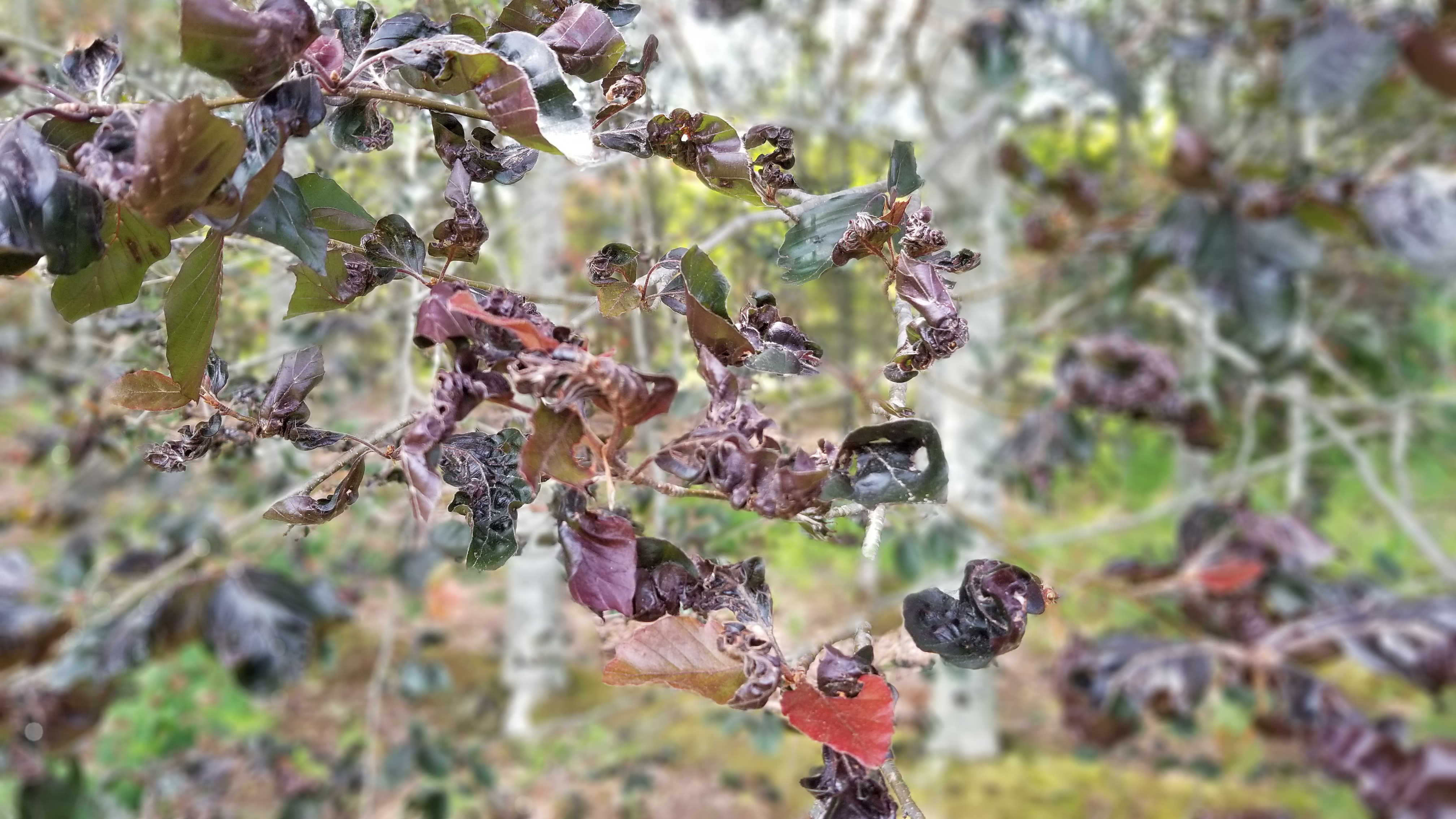 Crinkled deep red and brown leaves on a tree branch