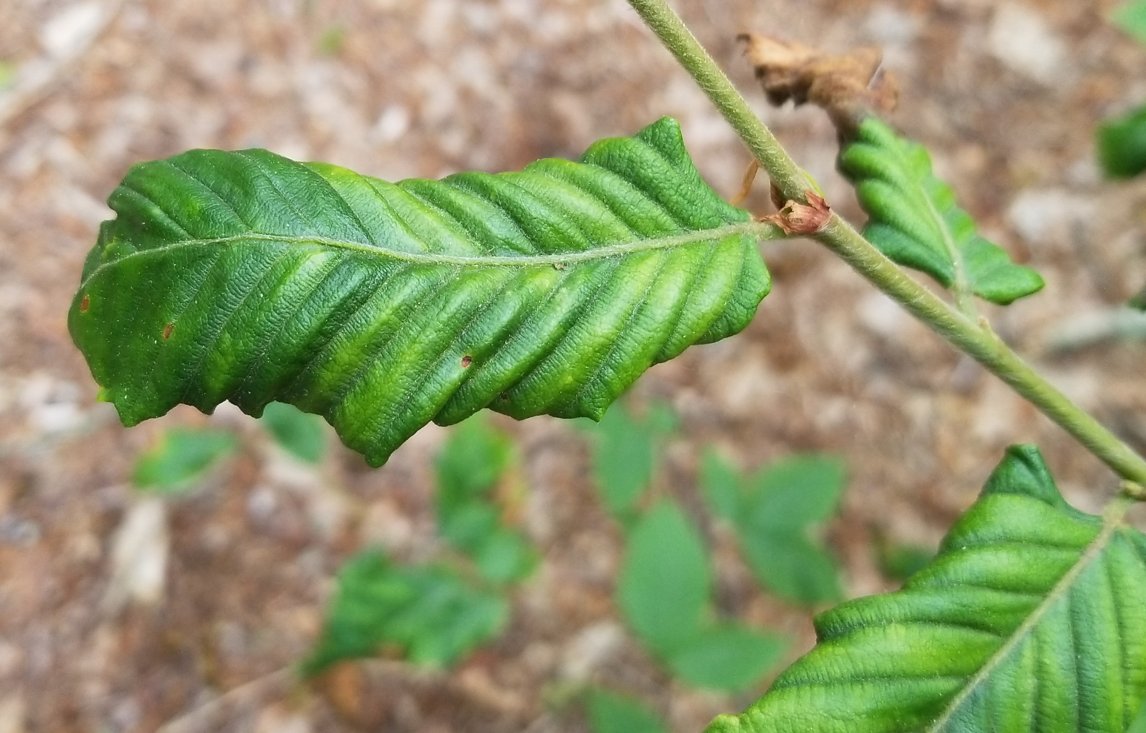 Looking down at a single green leaf that is thick, leathery, and crinkled.