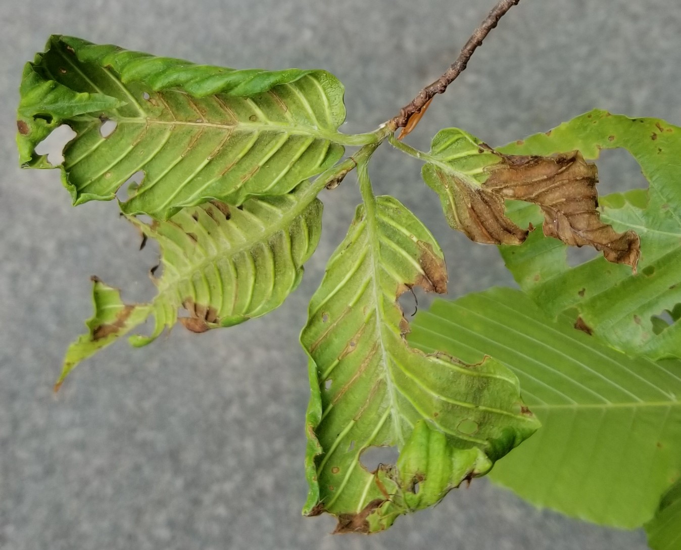 Looking down at the underside of a few crinkly damaged green and brown leaves against a gray background