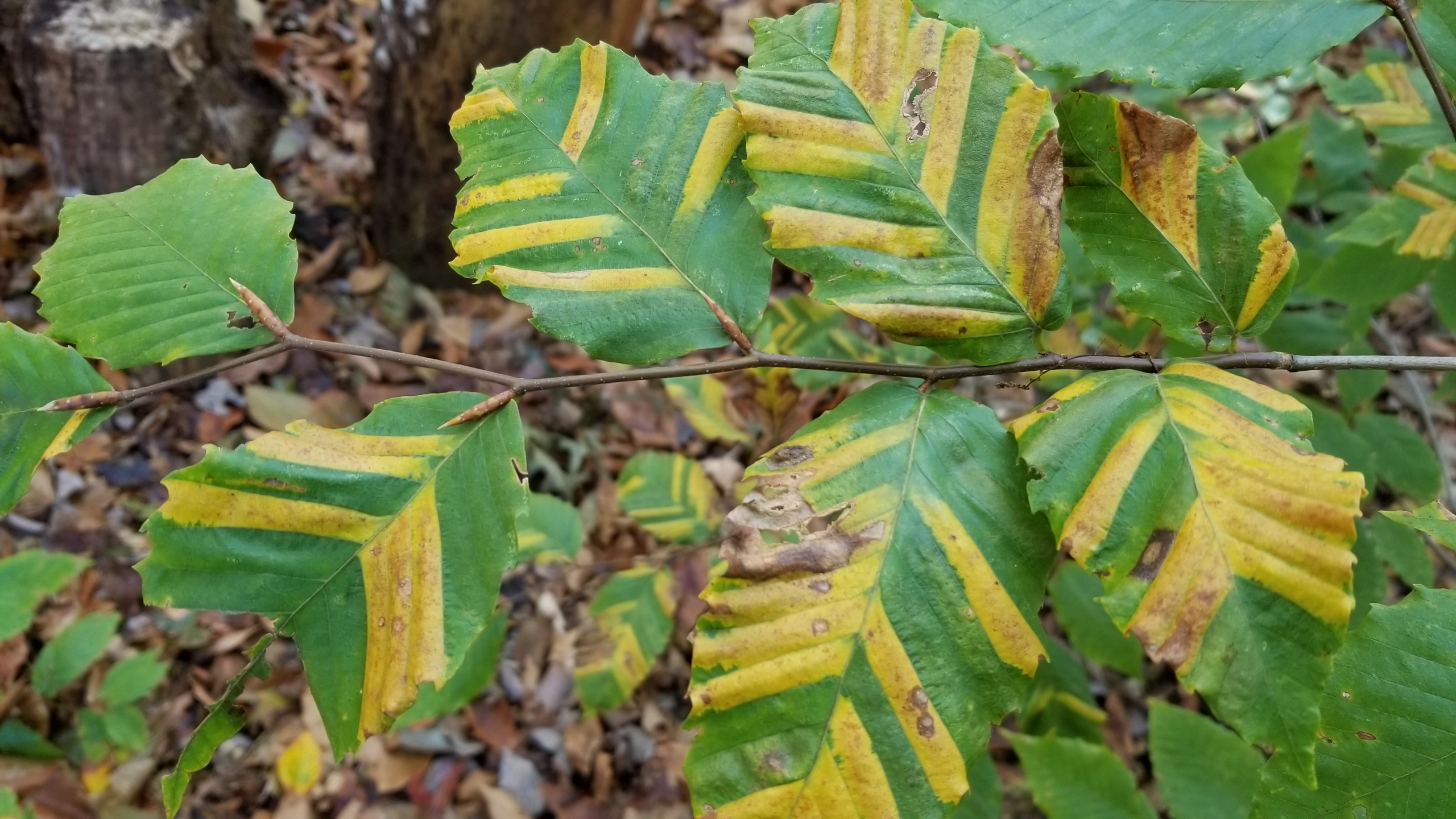 Looking down at several leaves on a branch, mostly green with bright yellow bands.