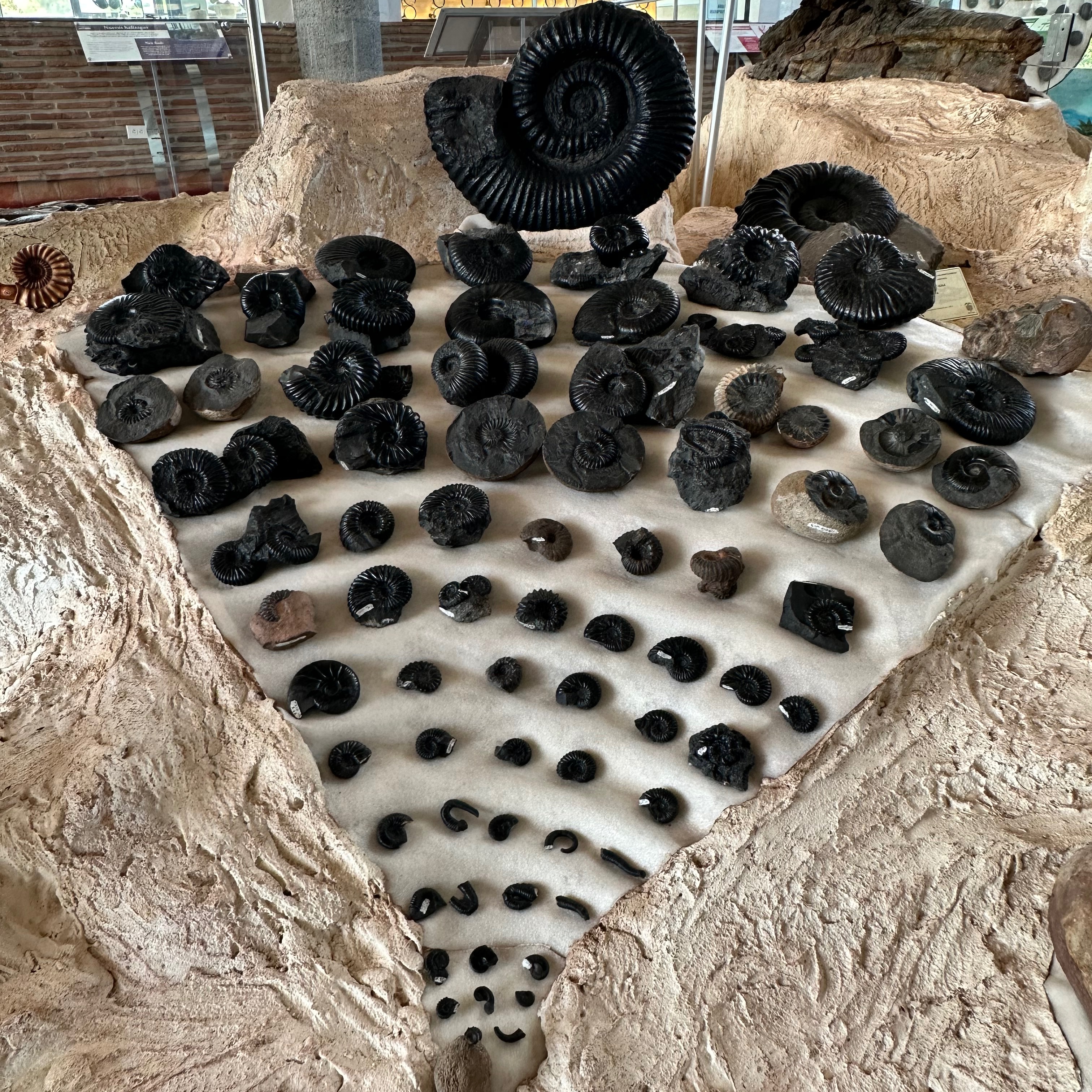 A collection of at least 50 fossilized ammonite spiral shells on display.