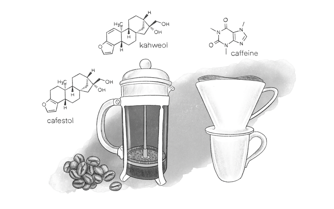 molecules of cafestol, kahweol, and caffeine by a drip coffee setup.
