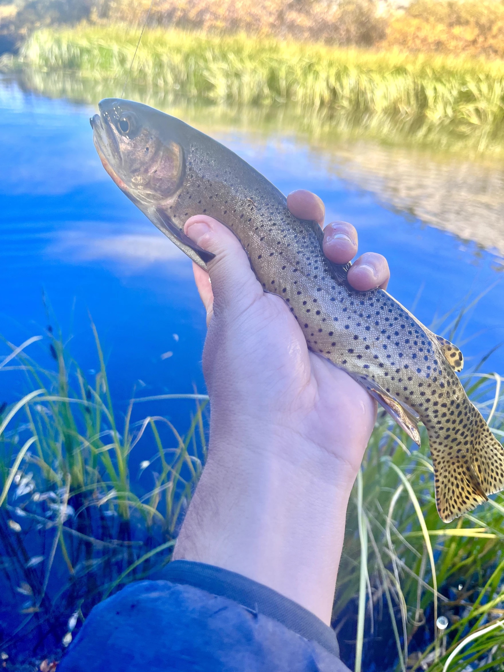 A hand holding a fish in front of a marshy lake area.