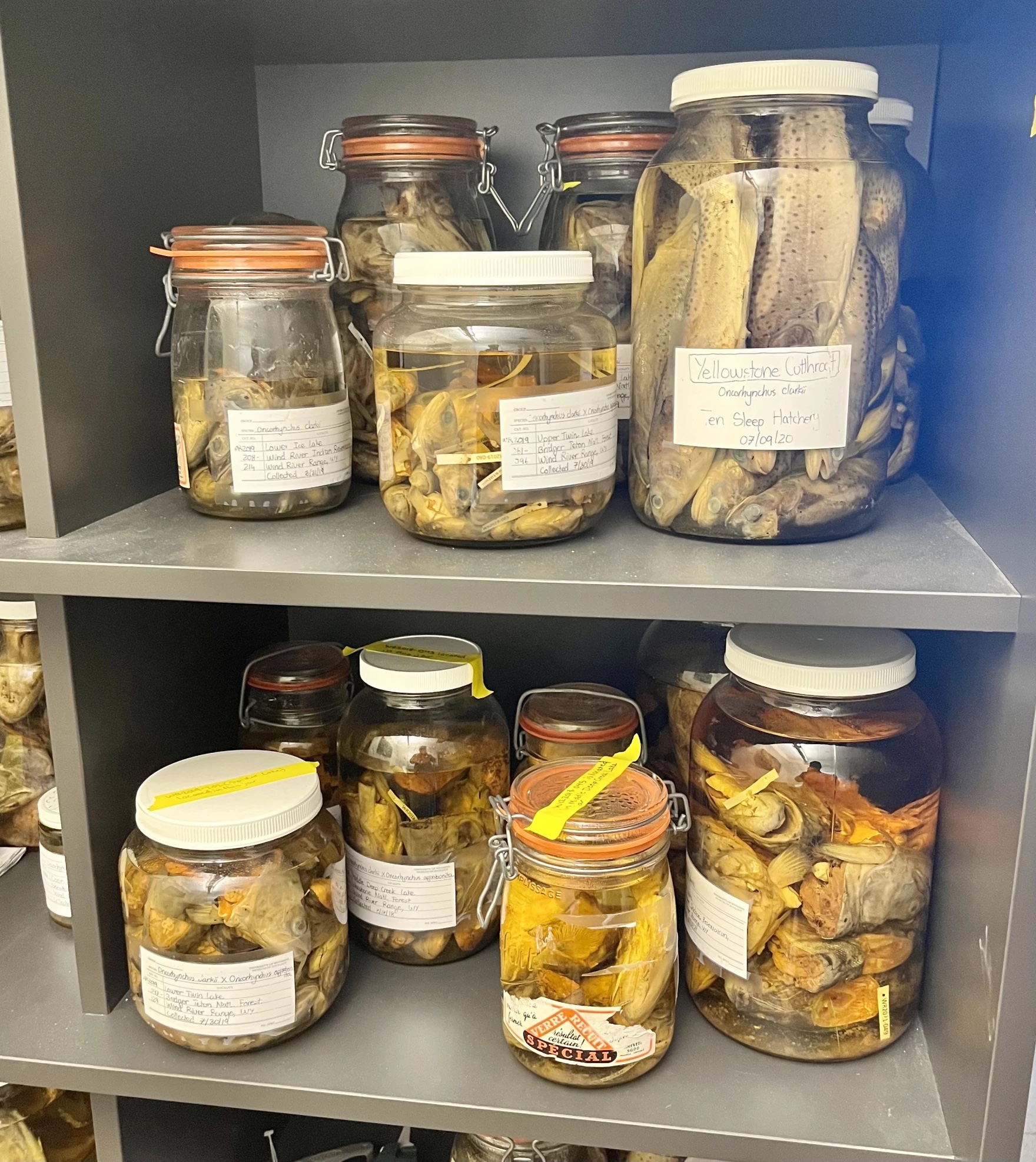 Jars of discolored, old-looking fish sit on grey shelves.