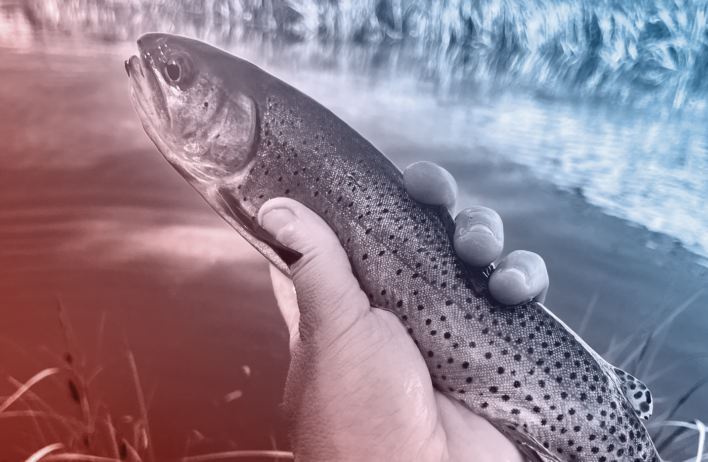 In Wyoming's Mountain Lakes, Stocked Trout Are Evolving Quickly - Vimarsana News