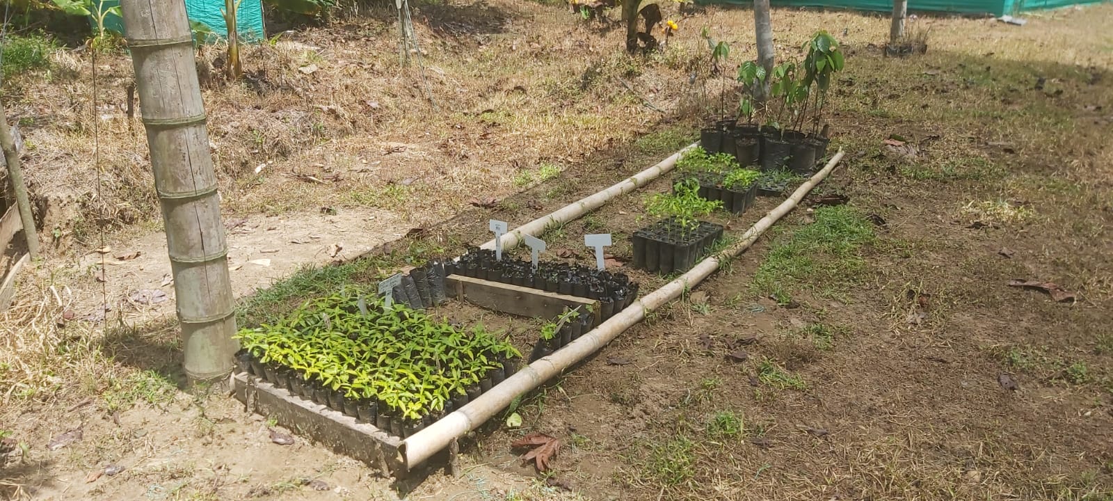 Rows of tree seedlings of different sizes sit on the ground in a rectangular plot bordered by bamboo.