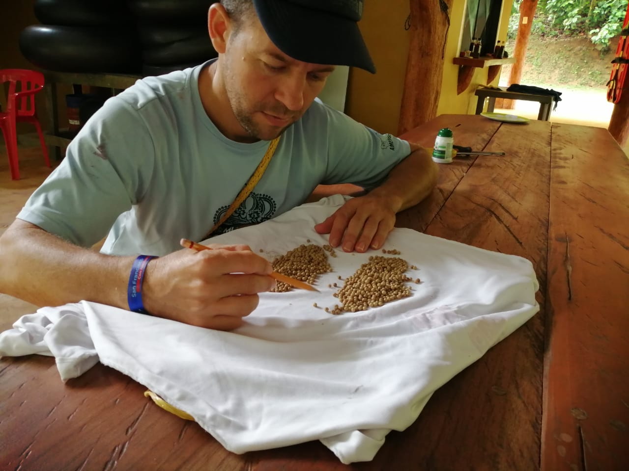 A man in a baseball cap holds a pencil and counts piles of beige seeds on a white cloth on a table.