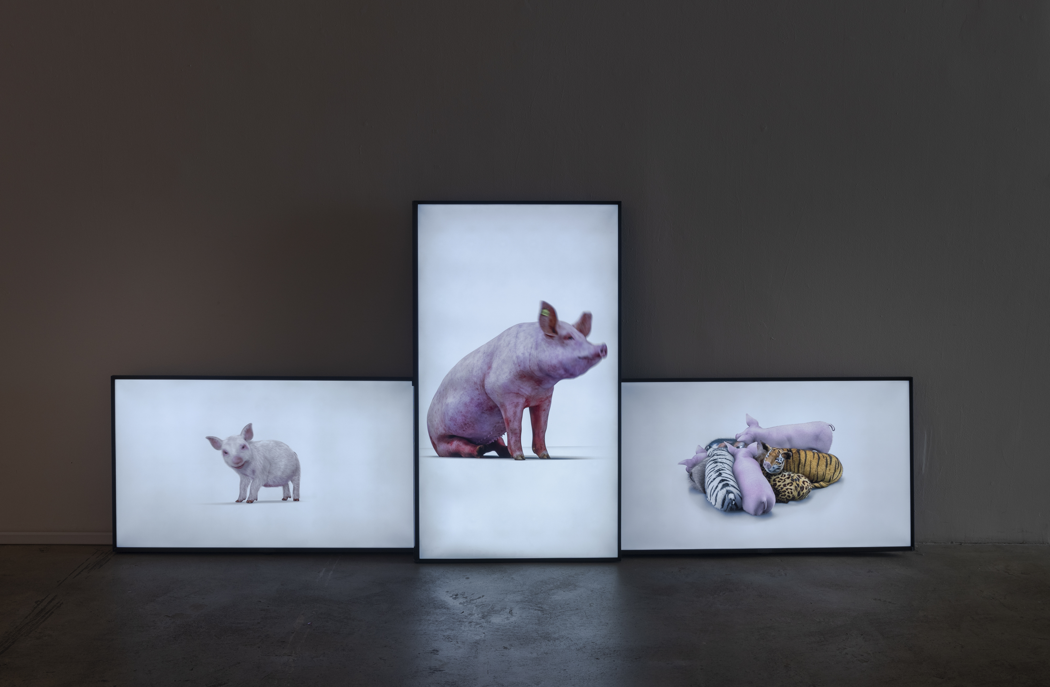 Three illuminated images of pigs stand in a line in a dark museum space.