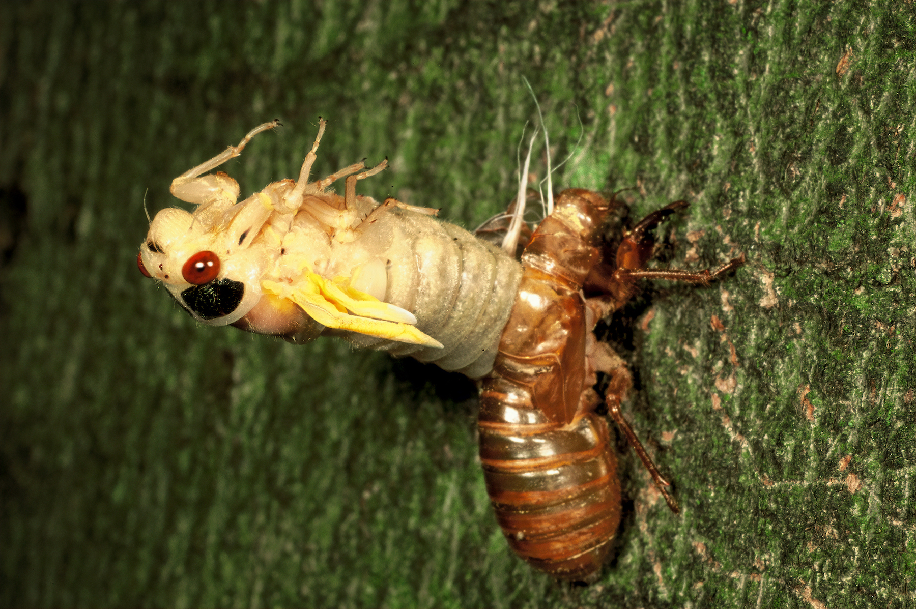 A white/cream colored cicada bug emerging sideways from a caramel-colored exoskeleton on a tree.