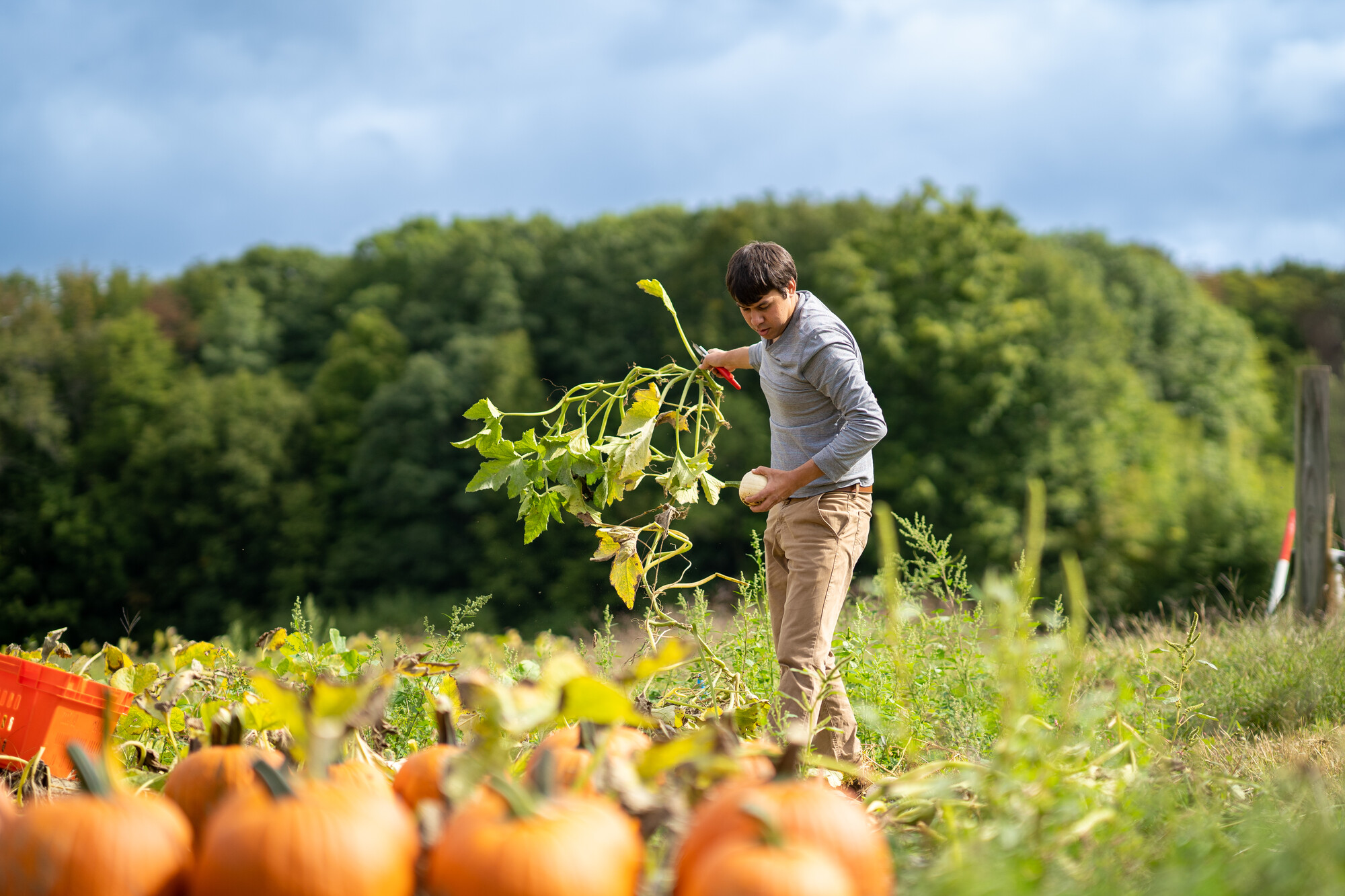 A man picking up pumpkin stems and leaves on a farm, pumpkins in the foreground